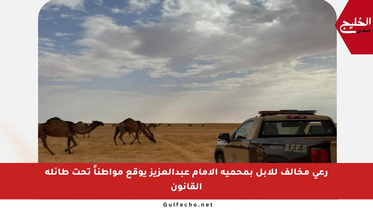 رعي مخالف للإبل بمحمية الإمام عبدالعزيز يوقع مواطناً تحت طائلة القانون